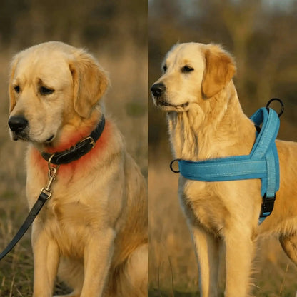 Doginova™ | Arnés Antitirones para perros